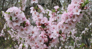 Kdy dozrává a jak správně sbírat třešně, zejména odrůdy a kraje